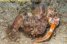 hermit crab anemones